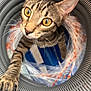 cat, tabby, paw, whiskers, curious, close_up, tunnel, circular, indoor, pet, animal, feline, striped, orange_eyes, playful, soft_focus, stretching, looking_up, background_blur, claw