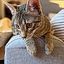 Azu a rejoint le concours — aidez-le/la à gagner de superbes lots ! cat, tabby, pet, feline, animal, indoor, couch, furniture, whiskers, ears, paws, closeup, domestic, curious, home, relaxed, looking_down, soft_light, gray, blurred_background