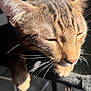 animal, cat, chair, closeup, comfort, cute, domestic, face, feline, fur, indoors, paw, peaceful, pet, relaxed, resting, sleeping, sunlight, tabby, whiskers