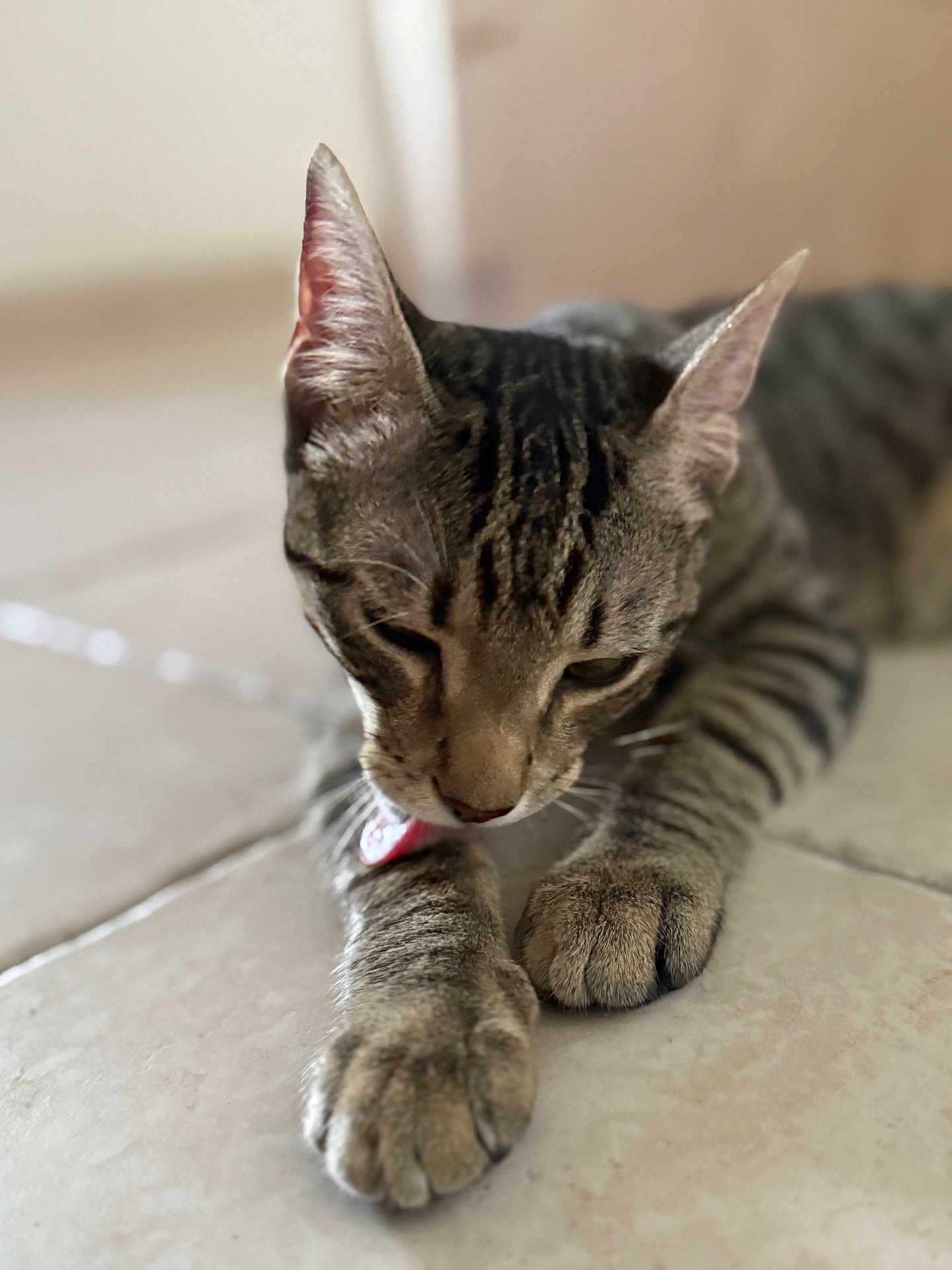Azu participe au concours pour gagner de l'argent avec cette photo : cat, tabby_cat, pet, animal, indoor, floor, tile, paw, licking, close_up, feline, whiskers, ears, relaxed, cute, domestic_cat, fur, mammal, sleepy, resting