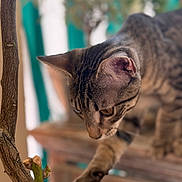 Azu a rejoint le concours — aidez-le/la à gagner de superbes lots ! cat, tabby, paw, curious, close_up, animal, pet, whiskers, ears, indoor, wood, branch, feline, focus, blurred_background, brown, striped, domestic_cat, nature, exploration