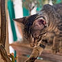 cat, tabby, paw, curious, close_up, animal, pet, whiskers, ears, indoor, wood, branch, feline, focus, blurred_background, brown, striped, domestic_cat, nature, exploration