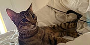 Azu participe au concours pour gagner de l'argent avec cette photo : alert, animal, bed, cat, closeup, cozy, curious, domestic_cat, ears, feline, indoor, mammal, pet, relaxed, resting, striped_fur, tabby, whiskers, white_bedding, window_light