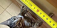 Azu a rejoint le concours — aidez-le/la à gagner de superbes lots ! cat, kitten, tabby, climbing, drawer, handle, measuring_tape, yellow, paws, floor_tiles, curious, indoor, pet, close_up, claw, feline, young_cat, looking_up, household, playful