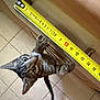 cat, kitten, tabby, climbing, drawer, handle, measuring_tape, yellow, paws, floor_tiles, curious, indoor, pet, close_up, claw, feline, young_cat, looking_up, household, playful
