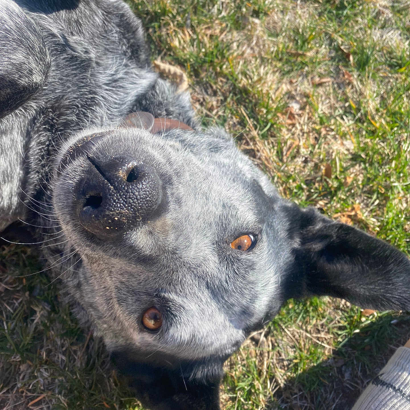 Rue is registered to the contest to win money with this photo: animal, ball, canine, dog, field, grass, grassland, hound, husky, labradorretriever, lawn, nature, outdoors, pet, plant, pointer, puppy, snout, sport, tennis