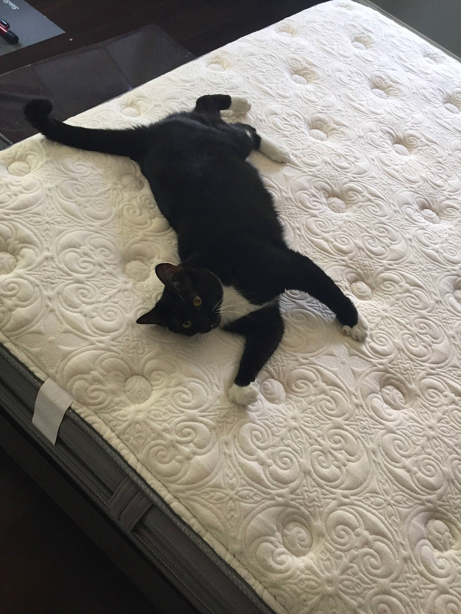 Nala joined the competition — help win amazing prizes! black_cat, canidae, carnivore, comfort, companion_dog, dog_breed, felidae, floor, flooring, fur, grey, hardwood, human_leg, linens, small_to_medium_sized_cats, sporting_group, tail, tints_and_shades, wood, working_animal