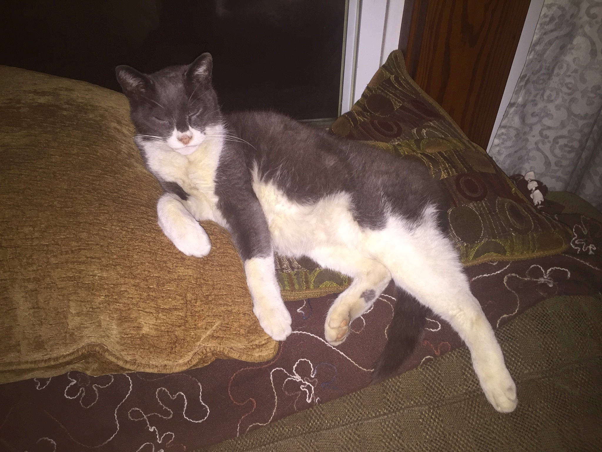 Smoky is registered to the contest to win money with this photo: carnivore, cat, comfort, curtain, darkness, domestic_short_haired_cat, felidae, floor, flooring, fur, hardwood, paw, room, small_to_medium_sized_cats, snout, tail, whiskers, wood