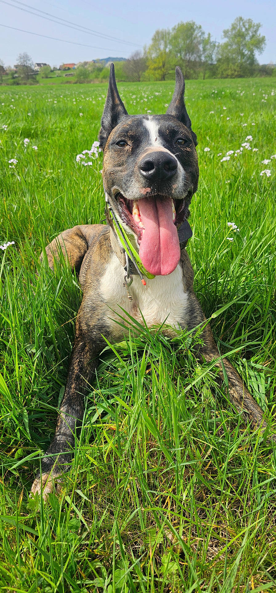 Django a rejoint le concours — aidez-le/la à gagner de superbes lots ! accessories, animal, bodypart, bostonbull, boxer, bulldog, canine, dog, field, grass, grassland, lawn, mouth, nature, outdoors, person, pet, pitbull, plant, strap