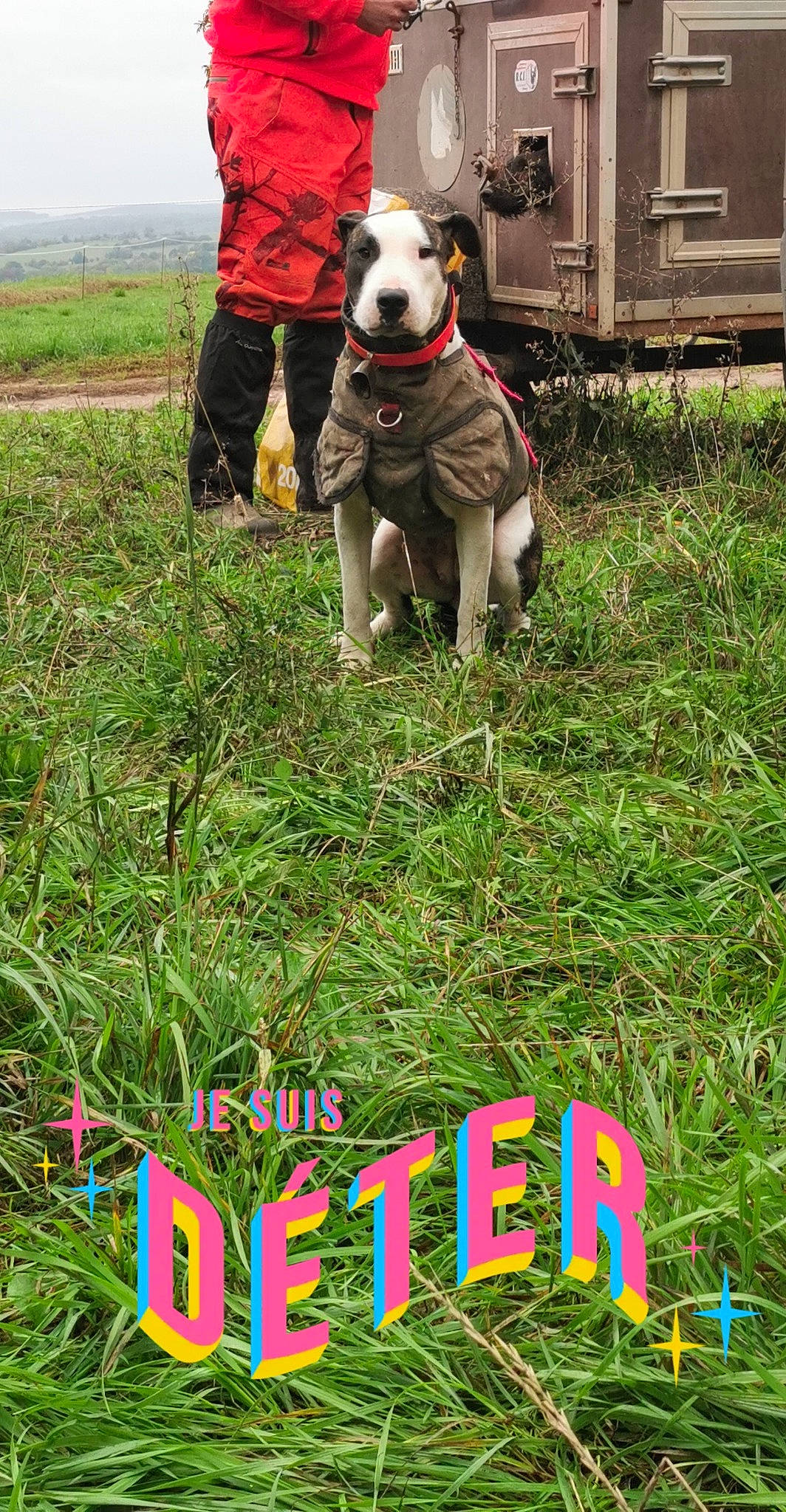 Shiva participe au concours pour gagner de l'argent avec cette photo : ball, carnivore, collar, companion_dog, dog, dog_breed, dog_supply, fawn, grass, grass_family, grassland, green, happy, lawn, people_in_nature, plant, prairie, sporting_group, terrestrial_plant, working_animal