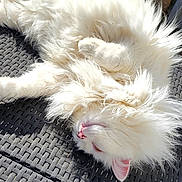 Snow participe au concours pour gagner de l'argent avec cette photo : animal, cat, chair, cute, daylight, domestic_animal, ears, fluffy, fur, furniture, garden, outdoor, pet, pink_nose, relaxed, resting, sunlight, white_cat, wooden_floor, woven_chair
