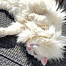 animal, cat, chair, cute, daylight, domestic_animal, ears, fluffy, fur, furniture, garden, outdoor, pet, pink_nose, relaxed, resting, sunlight, white_cat, wooden_floor, woven_chair
