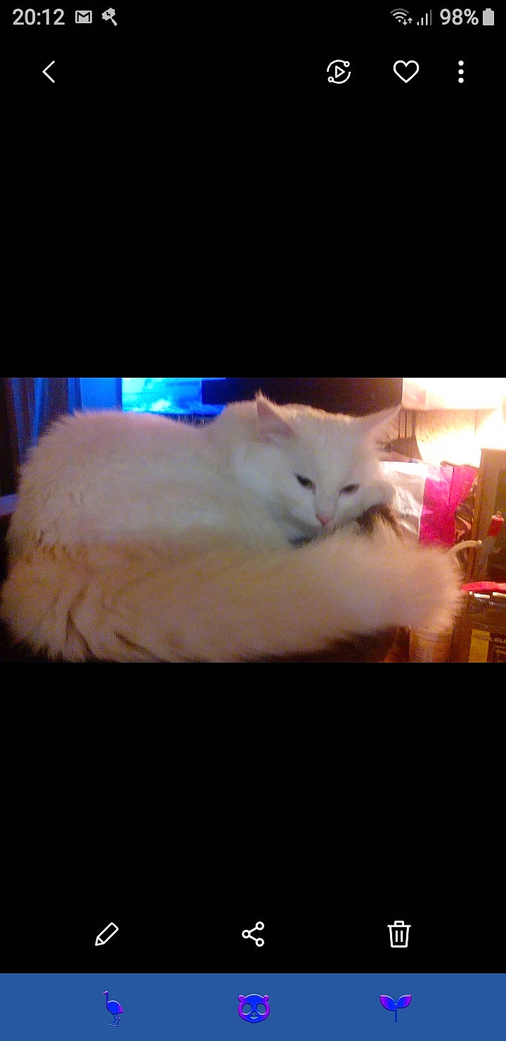 Snow participe au concours pour gagner de l'argent avec cette photo : asian, burmilla, carnivore, cat, colorpoint_shorthair, felidae, fur, khao_manee, kitten, night, ragdoll, sky, small_to_medium_sized_cats, snapshot, turkish_angora, turkish_van, whiskers