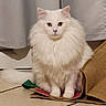 Snow a rejoint le concours — aidez-le/la à gagner de superbes lots ! animal, burlap, cat, curious, curtain, cute, domestic, fabric, feline, floor, fluffy, fur, indoor, looking, pet, portrait, sitting, soft, tile, white_cat