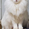 Snow a rejoint le concours — aidez-le/la à gagner de superbes lots ! animal, cat, countertop, curious, cute, domestic_cat, ears, feline, fluffy, fur, indoor, kitchen, long_hair, looking_at_camera, mammal, pet, sitting, tail, whiskers, white_cat