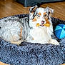 dog, australian_shepherd, heterochromia, pet_bed, bone_treat, toy_ball, wooden_floor, indoor, fluffy, laying_down, blue_eye, brown_eye, fur, animal, canine, domestic_animal, relaxed, mouth_holding, close_up, living_room