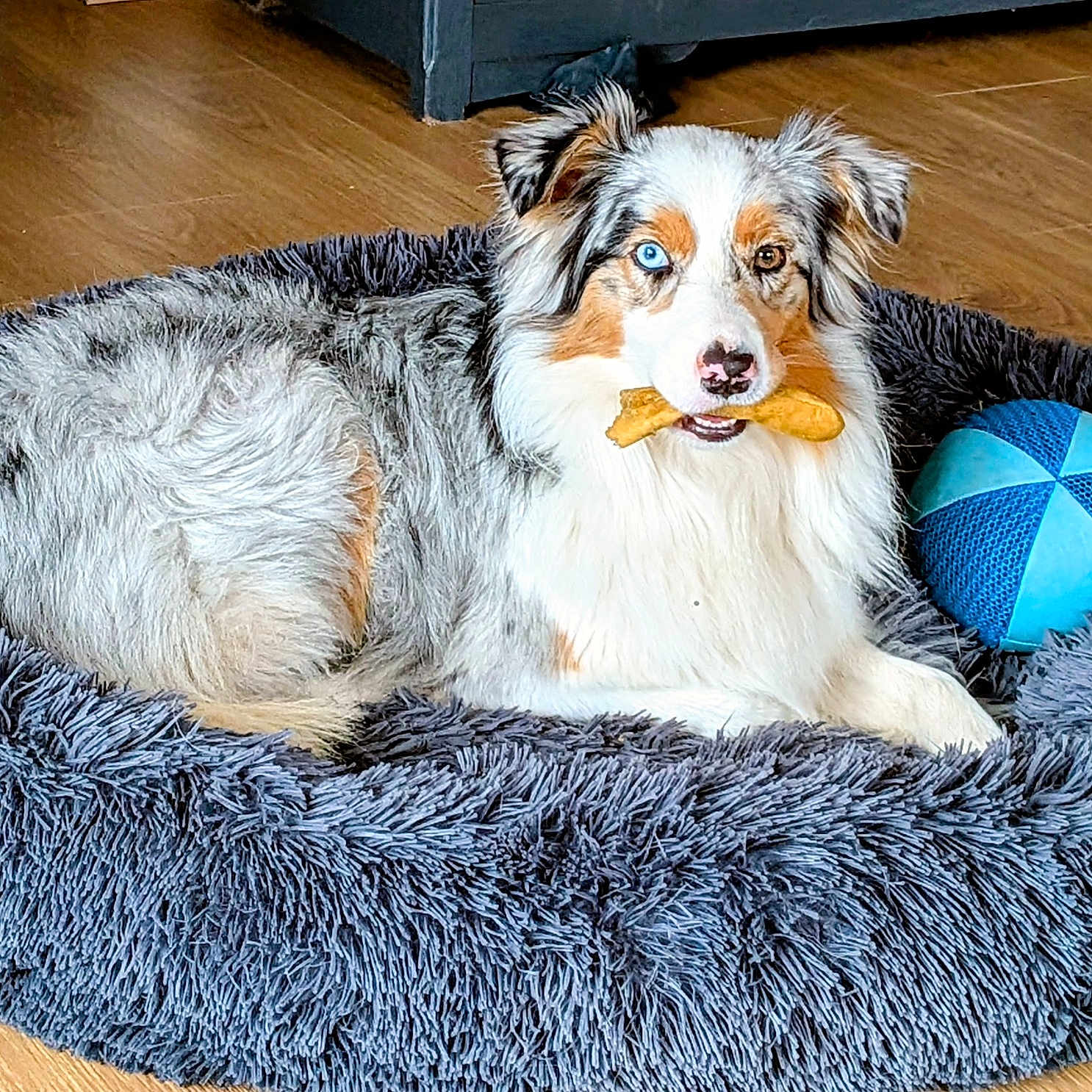 Ubby participe au concours pour gagner de l'argent avec cette photo : animal, australian_shepherd, blue_eye, bone_treat, brown_eye, canine, close_up, dog, domestic_animal, fluffy, fur, heterochromia, indoor, laying_down, living_room, mouth_holding, pet_bed, relaxed, toy_ball, wooden_floor