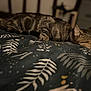 Titi participe au concours pour gagner de l'argent avec cette photo : cat, tabby_cat, pet, sleeping, bed, blanket, bedding, leaf_pattern, fur, whiskers, close_up, shallow_depth_of_field, cozy, bedroom, indoors, patterned_textile, furniture, soft_lighting, relaxation, napping