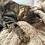 Titi a rejoint le concours — aidez-le/la à gagner de superbes lots ! cat, tabby_cat, pet, sleeping, blanket, cozy, paw, whiskers, close_up, fur, indoor, bedding, nap, domestic_animal, portrait, relaxed, textured_blanket, soft, ear, muzzle