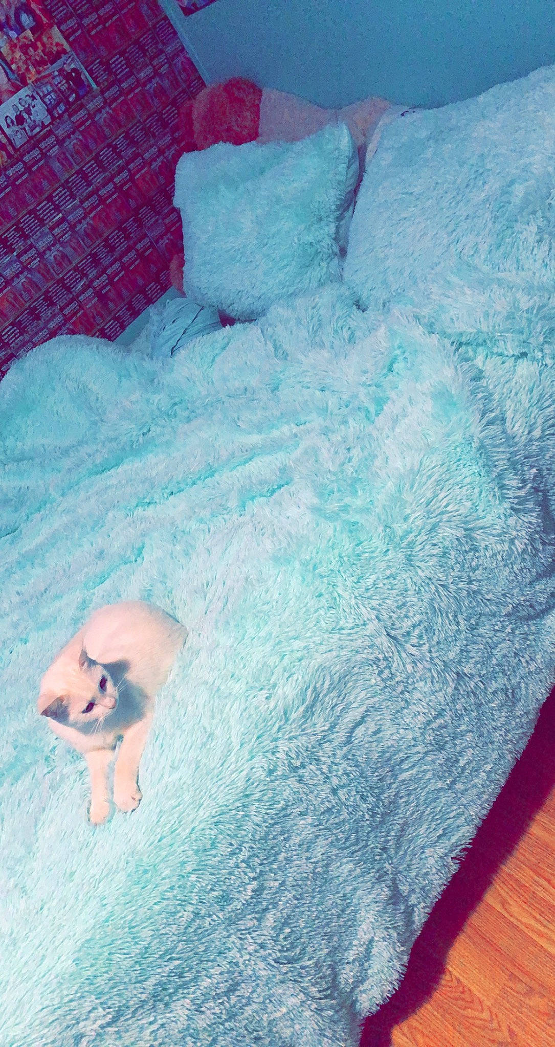 Winter is registered to the contest to win money with this photo: aqua, azure, barefoot, bedding, blue, comfort, electric_blue, flooring, freezing, fur, grass, human_leg, leisure, linens, pattern, recreation, room, textile, trunk, winter