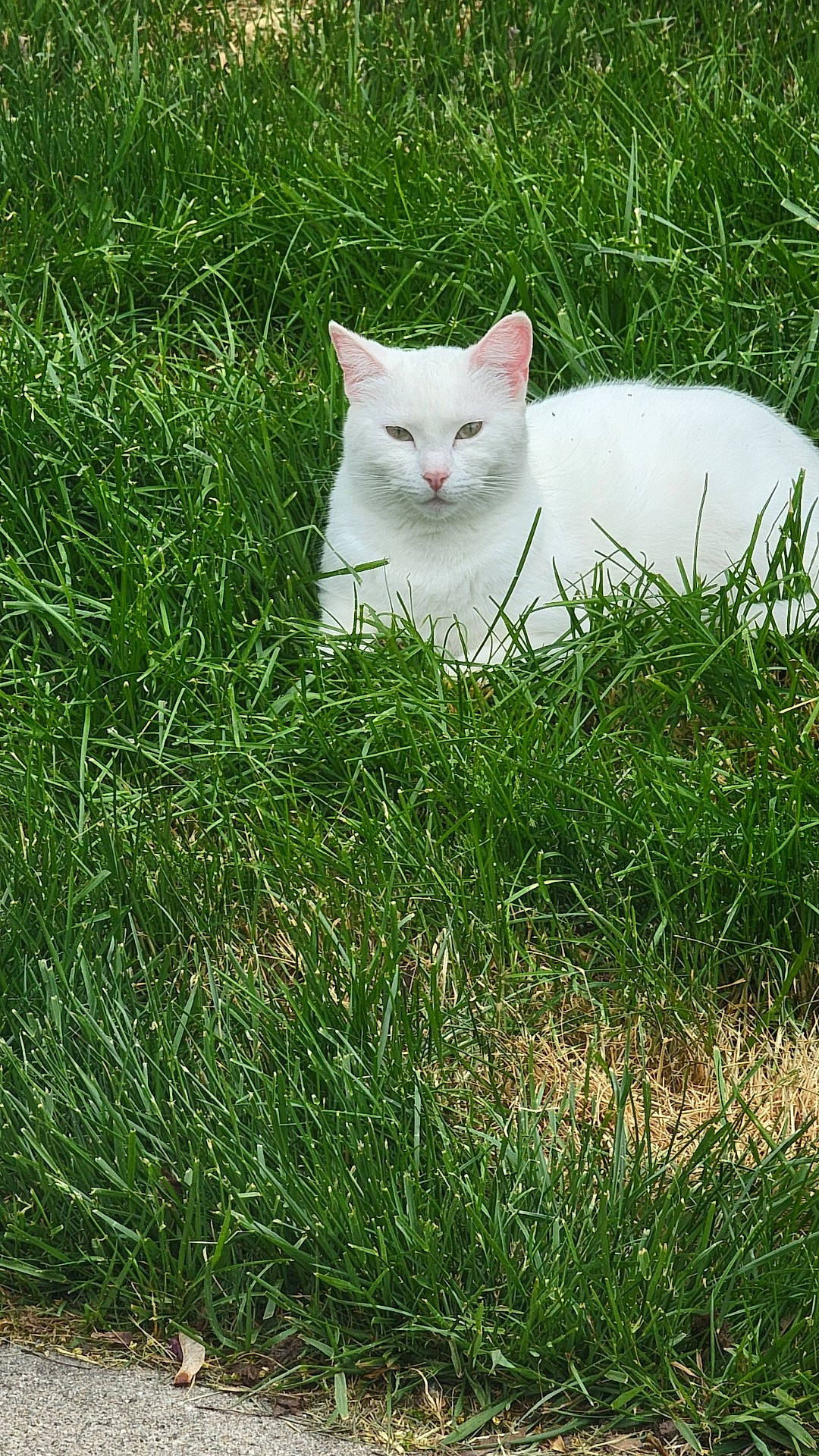 Winter joined the competition — help win amazing prizes! carnivore, cat, domestic_short_haired_cat, felidae, fur, grass, grass_family, grassland, groundcover, herbaceous_plant, pasture, plant, prairie, shrub, small_to_medium_sized_cats, tail, terrestrial_animal, tree, whiskers