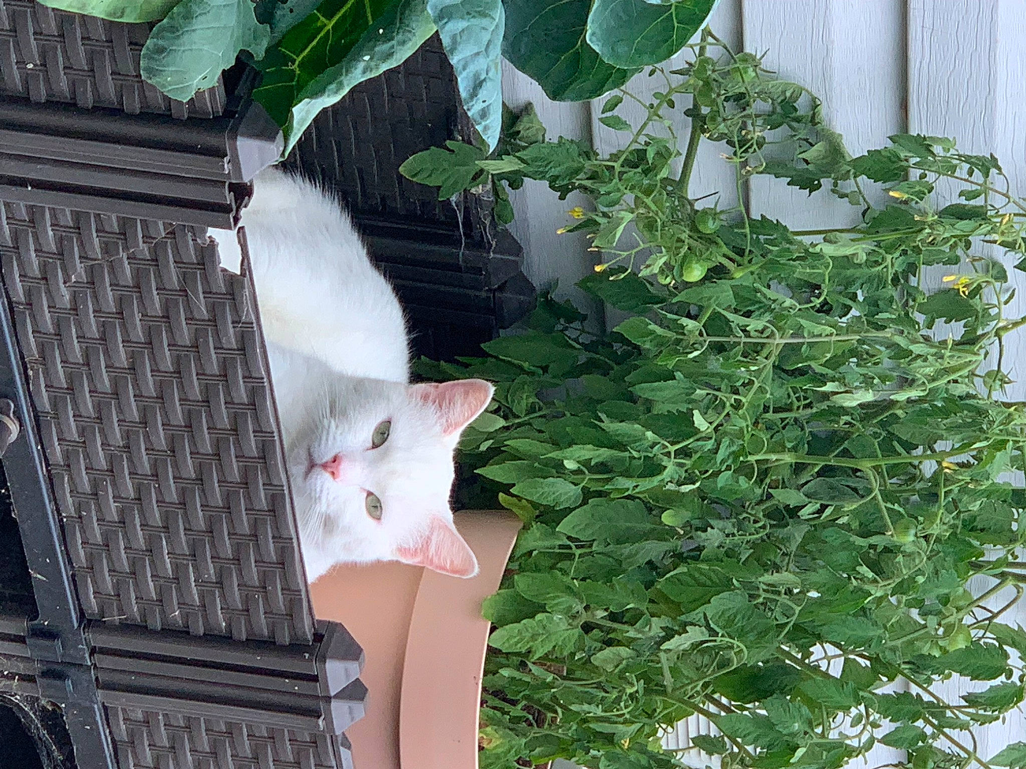 Winter is registered to the contest to win money with this photo: annual_plant, carnivore, cat, domestic_short_haired_cat, felidae, flower, flowering_plant, fur, grass, green, herb, pattern, plant, shrub, small_to_medium_sized_cats, tail, tree, twig, whiskers, window