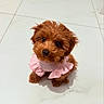 puppy, dog, small_dog, fluffy, brown_fur, curly_fur, pink_sweater, pet_clothing, cute, adorable, sitting, indoors, tile_floor, white_floor, portrait, close_up, pet, puppy_face, black_nose, dark_eyes
