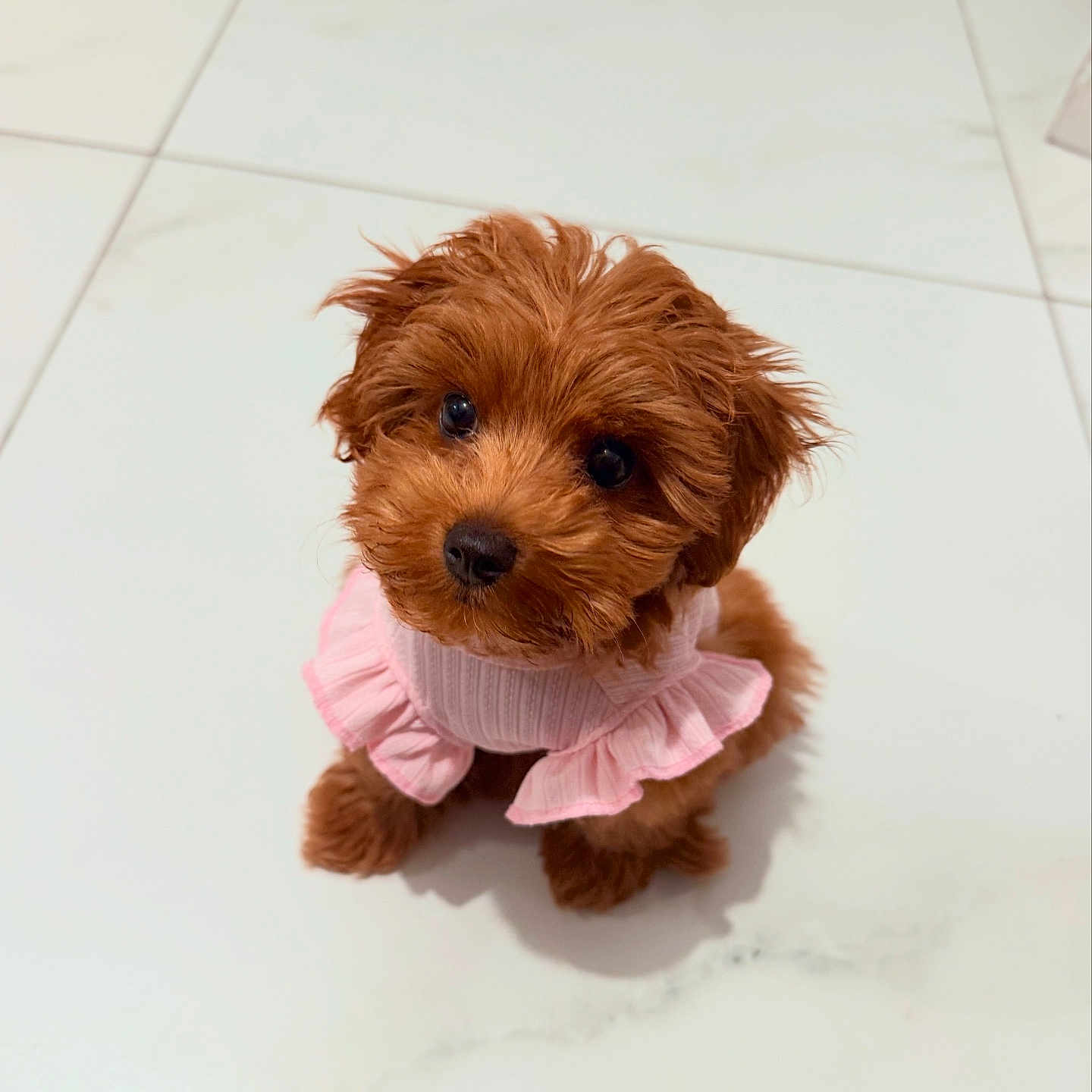 Lulu