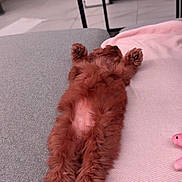 Lulu participe au concours pour gagner de l'argent avec cette photo : puppy, dog, brown_dog, fluffy, curly_fur, belly_up, sleeping, relaxed, cute, pet, animal, sofa, couch, pink_blanket, plush_toy, indoor, living_room, coffee_table, home, portrait