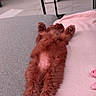 puppy, dog, brown_dog, fluffy, curly_fur, belly_up, sleeping, relaxed, cute, pet, animal, sofa, couch, pink_blanket, plush_toy, indoor, living_room, coffee_table, home, portrait