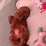 puppy, dog, brown_fur, curly_fur, sleeping, lying_down, belly_up, pet, couch, sofa, pink_blanket, plush_toy, dog_toy, indoor, home, cozy, cute, relaxed, portrait, vertical_photo