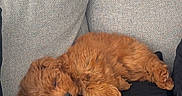 Lulu participe au concours pour gagner de l'argent avec cette photo : dog, puppy, sleeping, curled_up, fluffy, brown_fur, apricot_fur, pet, couch, sofa, lap, black_clothing, yellow_leash, indoor, cozy, relaxed, resting, cute, portrait, home