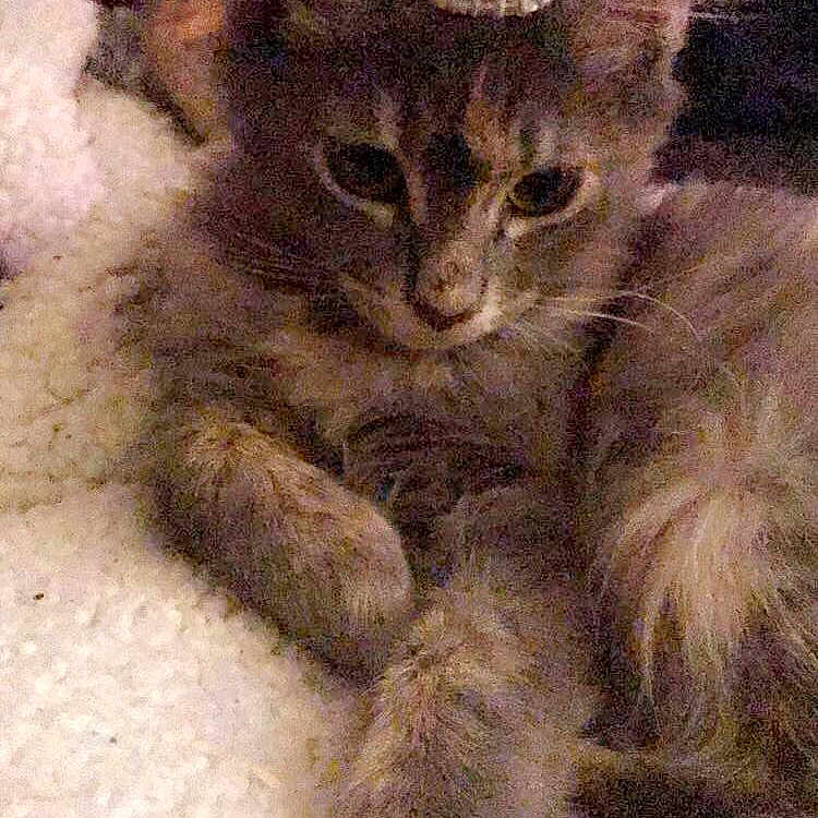Georgie