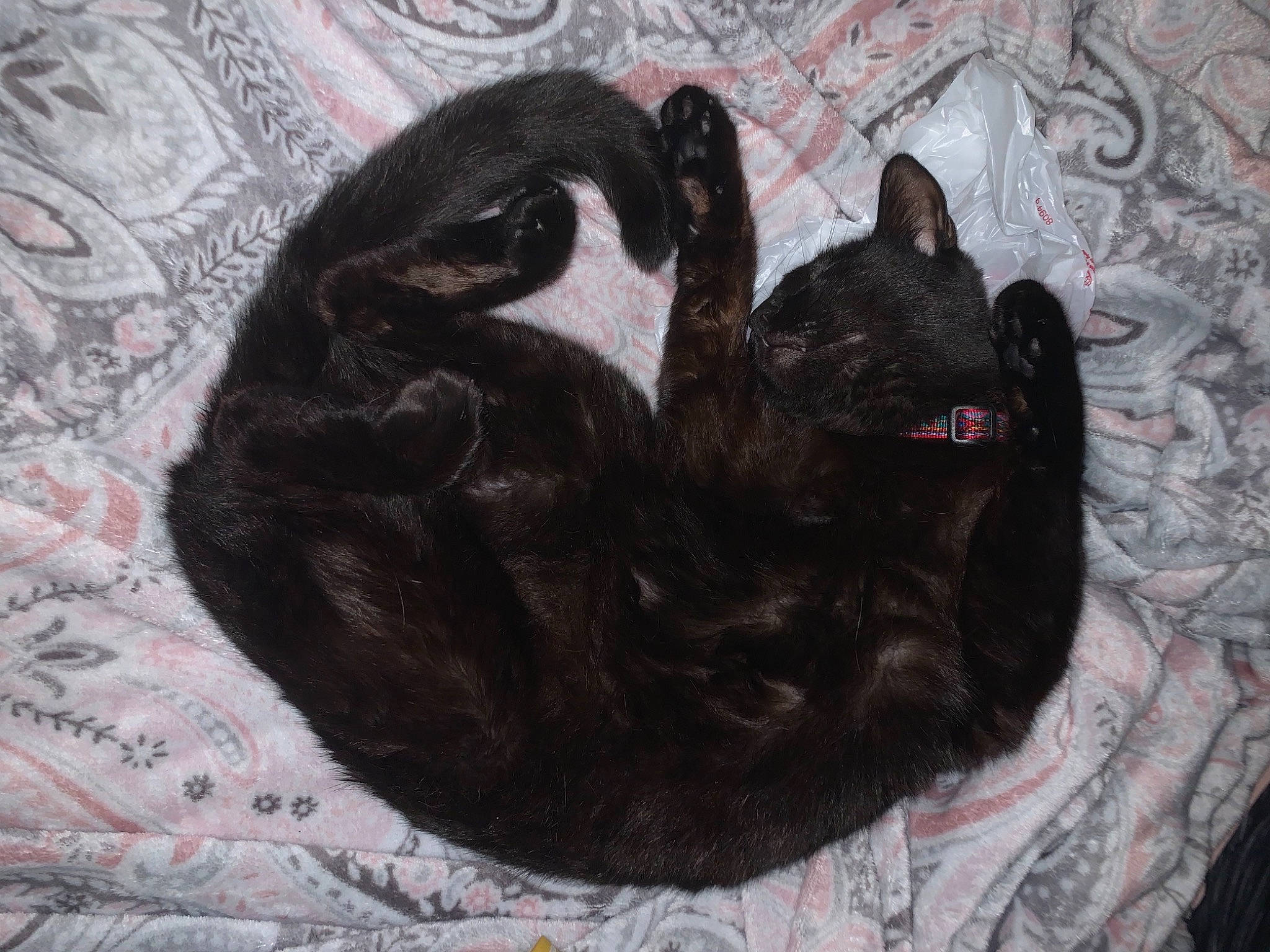 Lennon joined the competition — help win amazing prizes! black_cat, carnivore, cat, cat_bed, cat_supply, comfort, felidae, fur, linens, nap, pet_supply, small_to_medium_sized_cats, whiskers