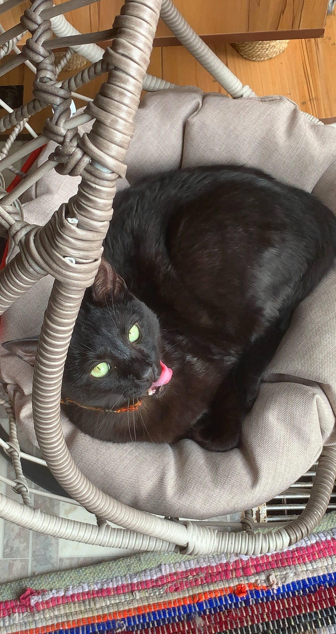 Lennon joined the competition — help win amazing prizes! black_cat, bombay, cable, carnivore, cat, cat_bed, cat_supply, comfort, felidae, fur, pet_supply, small_to_medium_sized_cats, snout, tail, vertebrate, whiskers