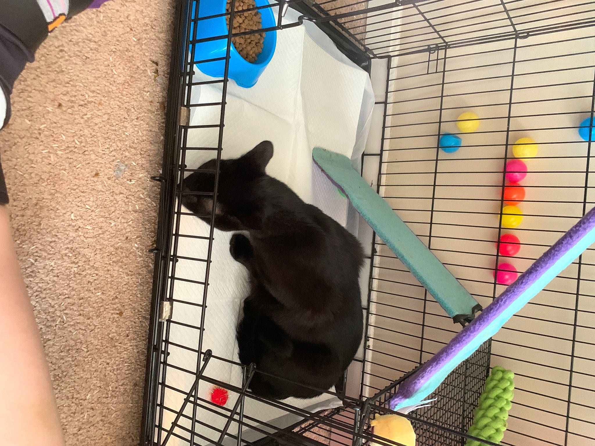 Lennon joined the competition — help win amazing prizes! animal_feed, animal_shelter, brick, cage, carnivore, cat, felidae, kennel, mesh, pet_supply, shadow, small_to_medium_sized_cats, whiskers