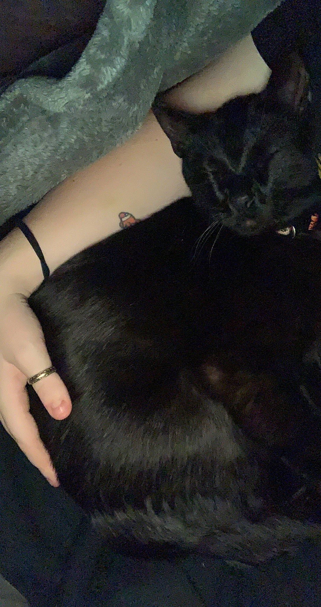 Lennon joined the competition — help win amazing prizes! black, black_cat, body_jewelry, bombay, bracelet, carnivore, cat, domestic_short_haired_cat, felidae, fur, little_black_dress, nail, small_to_medium_sized_cats, snout, tail, terrestrial_animal, vertebrate, whiskers, wrist