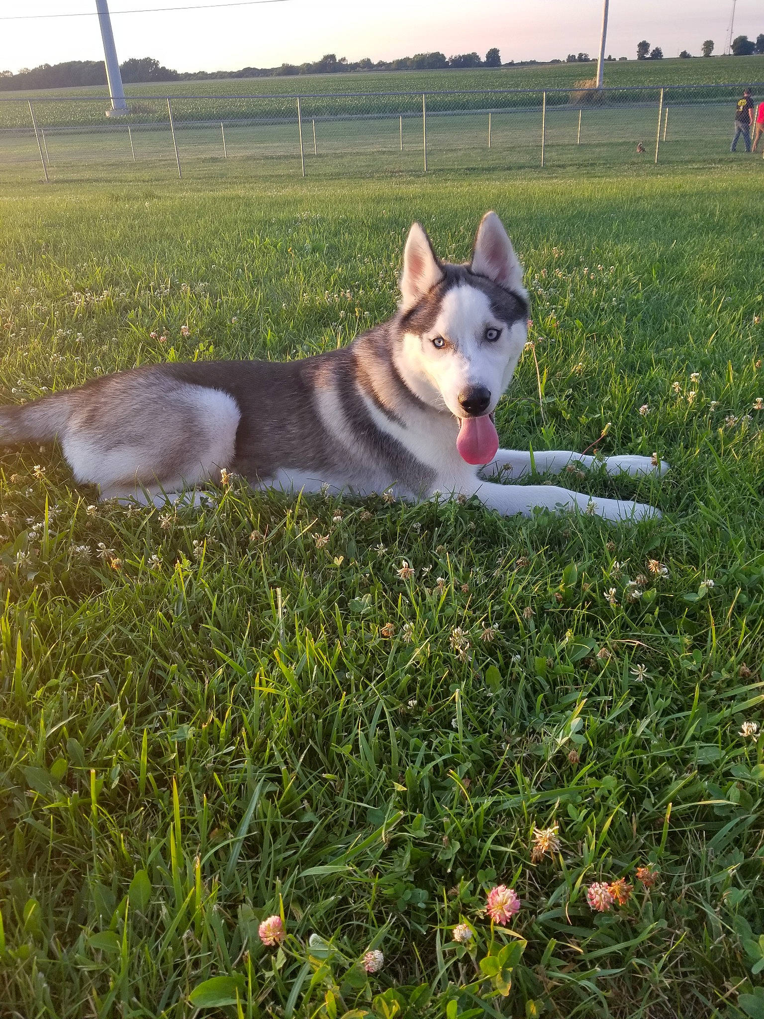 Ash is registered to the contest to win money with this photo: alaskan_malamute, canidae, carnivore, czechoslovakian_wolfdog, dog, dog_breed, east_siberian_laika, grass, jamthund, mammal, native_american_indian_dog, northern_inuit_dog, saarloos_wolfdog, seppala_siberian_sleddog, siberian_husky, swedish_vallhund, tamaskan_dog, vertebrate, west_siberian_laika, wolfdog