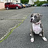 dog, puppy, sitting, collar, street, pavement, car, parking_lot, building, urban, outdoor, daytime, grey, white, animal, pet, sidewalk, tree, cloudy, background