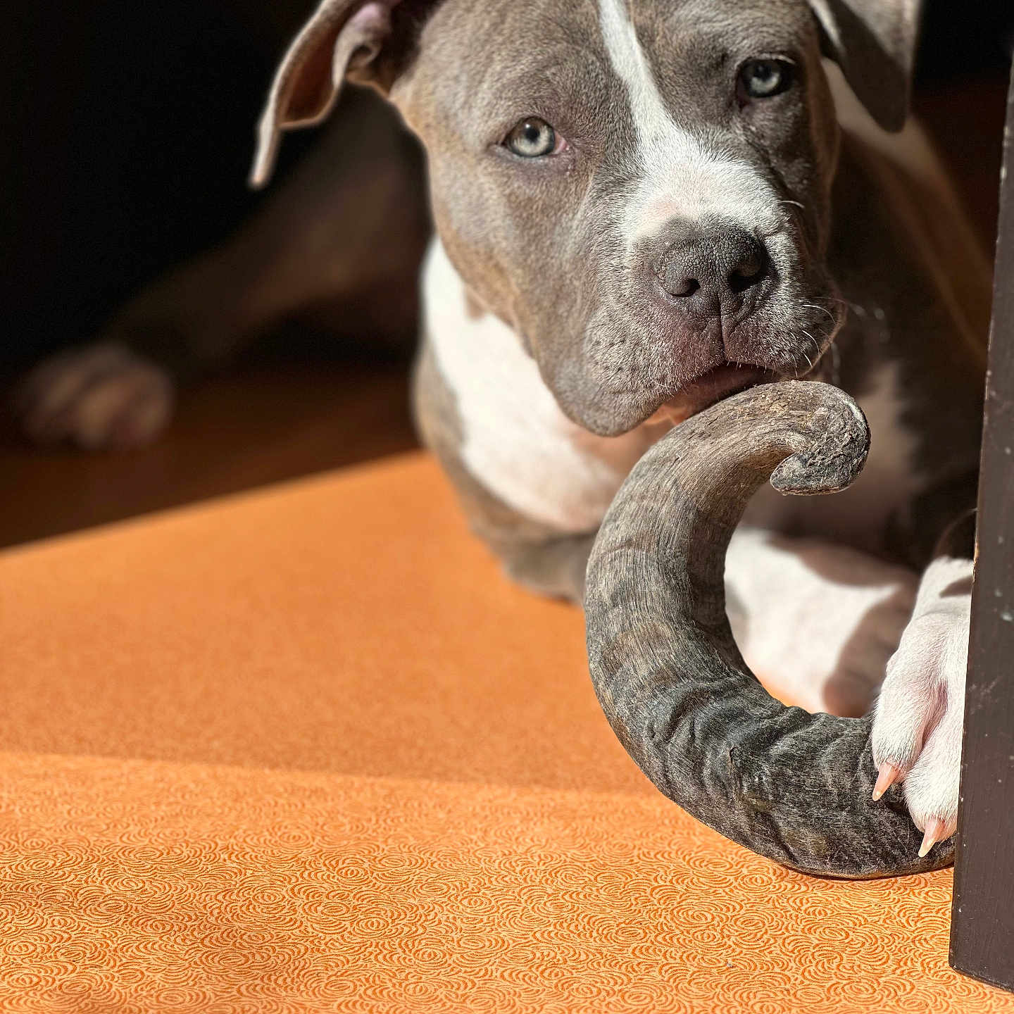 Nahla a rejoint le concours — aidez-le/la à gagner de superbes lots ! dog, pet, animal, paw, horn, orange_surface, curved_object, indoor, closeup, portrait, brown_and_white, canine, relaxed, sunlight, shadow, texture, looking, snout, ears, claws