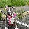 dog, canine, pet, animal, sitting, pink_harness, tongue_out, gray_and_white, outdoor, road, grass, yellow_flowers, leash, friendly, playful, mammal, cute, young_dog, sidewalk, nature