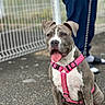 Nahla participe au concours pour gagner de l'argent avec cette photo : dog, pet, pink_harness, sitting, outdoor, pavement, fence, leash, tongue_out, ears_up, person, pants, sandals, blurred_background, animal, canine, friendly, alert, daytime, closeup