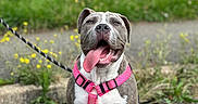 Nahla a rejoint le concours — aidez-le/la à gagner de superbes lots ! dog, animal, pet, sitting, pink_harness, tongue_out, outdoor, grass, pavement, leash, happy, canine, nature, blurred_background, small_flowers, close_up, friendly, mammal, daylight, cute