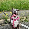 dog, animal, pet, sitting, pink_harness, tongue_out, outdoor, grass, pavement, leash, happy, canine, nature, blurred_background, small_flowers, close_up, friendly, mammal, daylight, cute