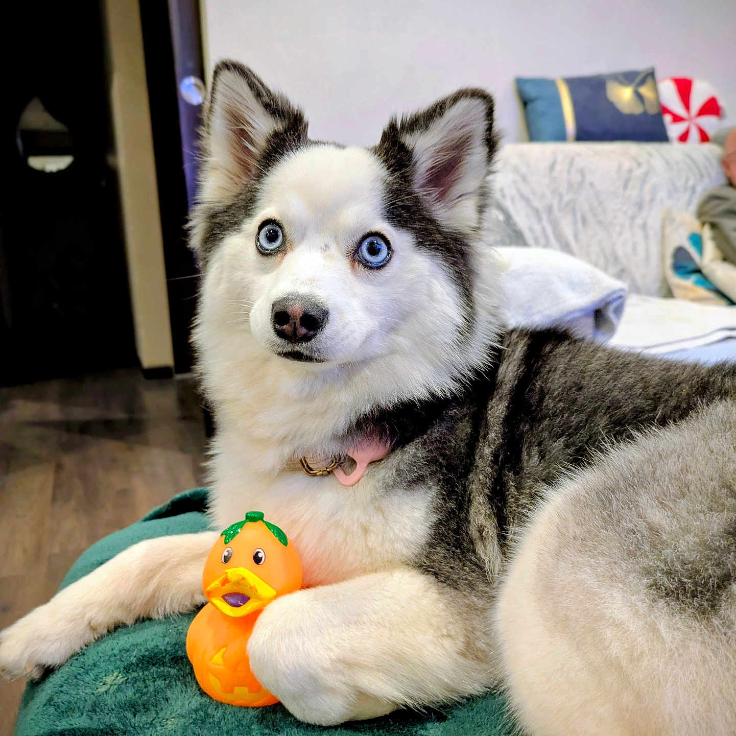 Vanille a rejoint le concours — aidez-le/la à gagner de superbes lots ! animal, blanket, blue_eyes, collar, couch, cozy, cute, dog, domestic, floor, fur, home, husky, indoor, laying_down, pet, playful, relaxed, rubber_duck, toy