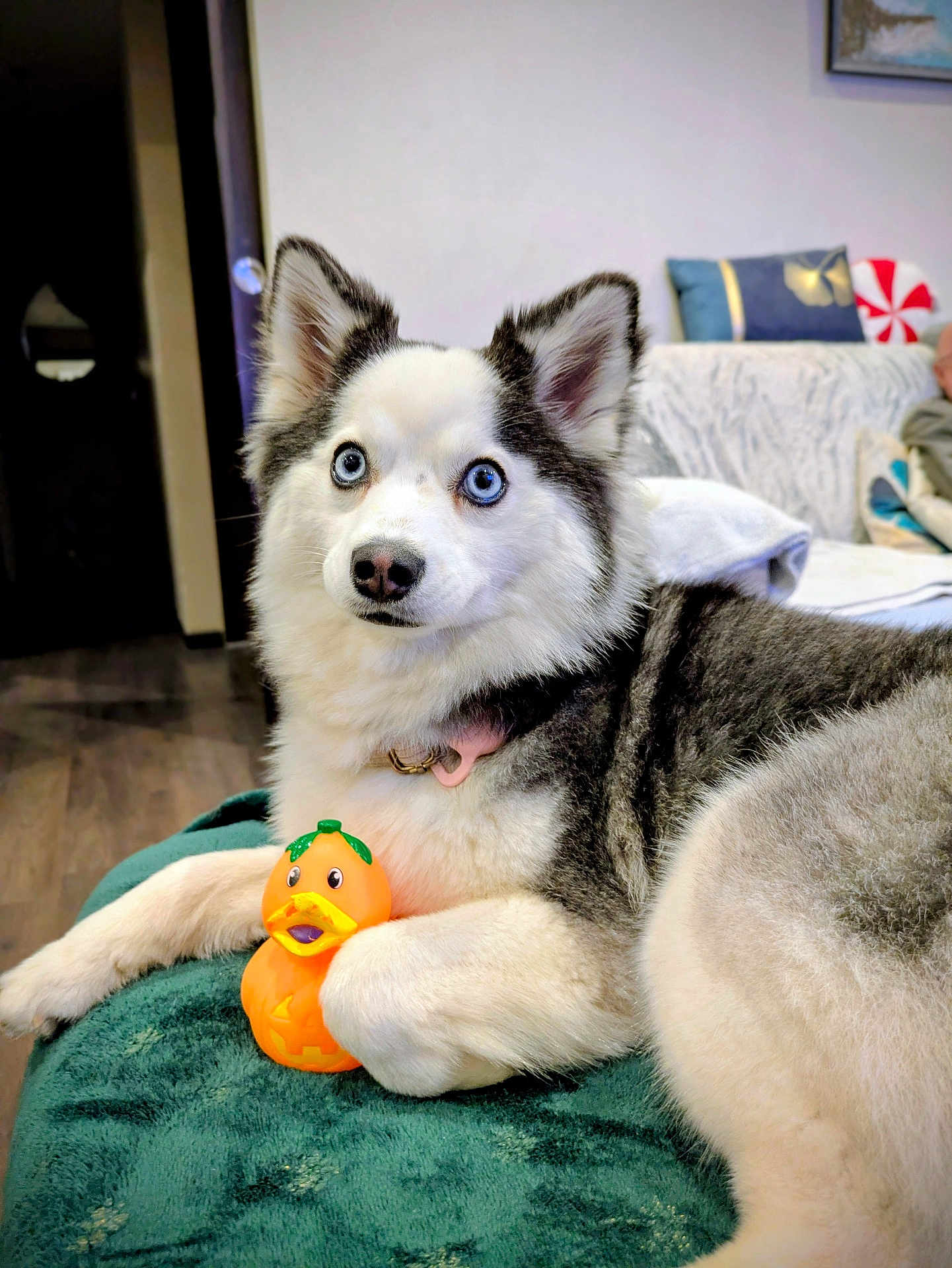 Vanille a rejoint le concours — aidez-le/la à gagner de superbes lots ! dog, husky, blue_eyes, rubber_duck, toy, blanket, indoor, couch, fur, pet, animal, relaxed, laying_down, cute, domestic, cozy, home, floor, collar, playful
