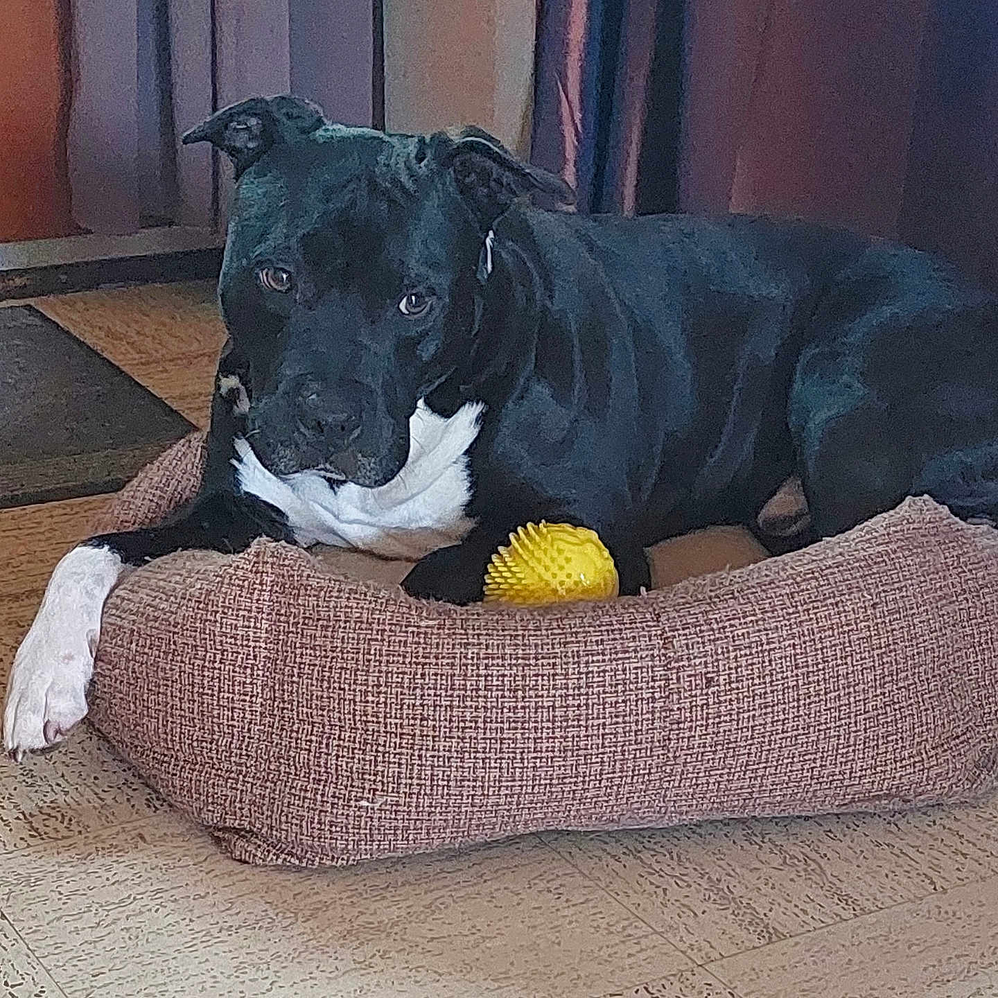 Lénox a rejoint le concours — aidez-le/la à gagner de superbes lots ! animal, canine, dog, dogbed, pet