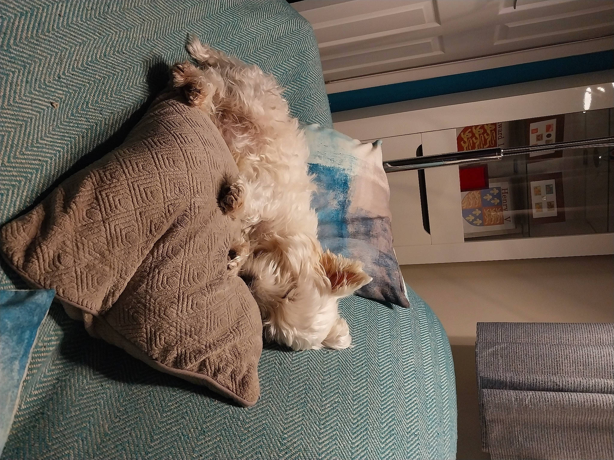 Angus is registered to the contest to win money with this photo: art, bedding, comfort, felidae, flooring, fur, fur_clothing, human_leg, linens, room, shelf, sleeve, small_to_medium_sized_cats, stuffed_toy, teddy_bear, textile, toy, whiskers, wood, wool