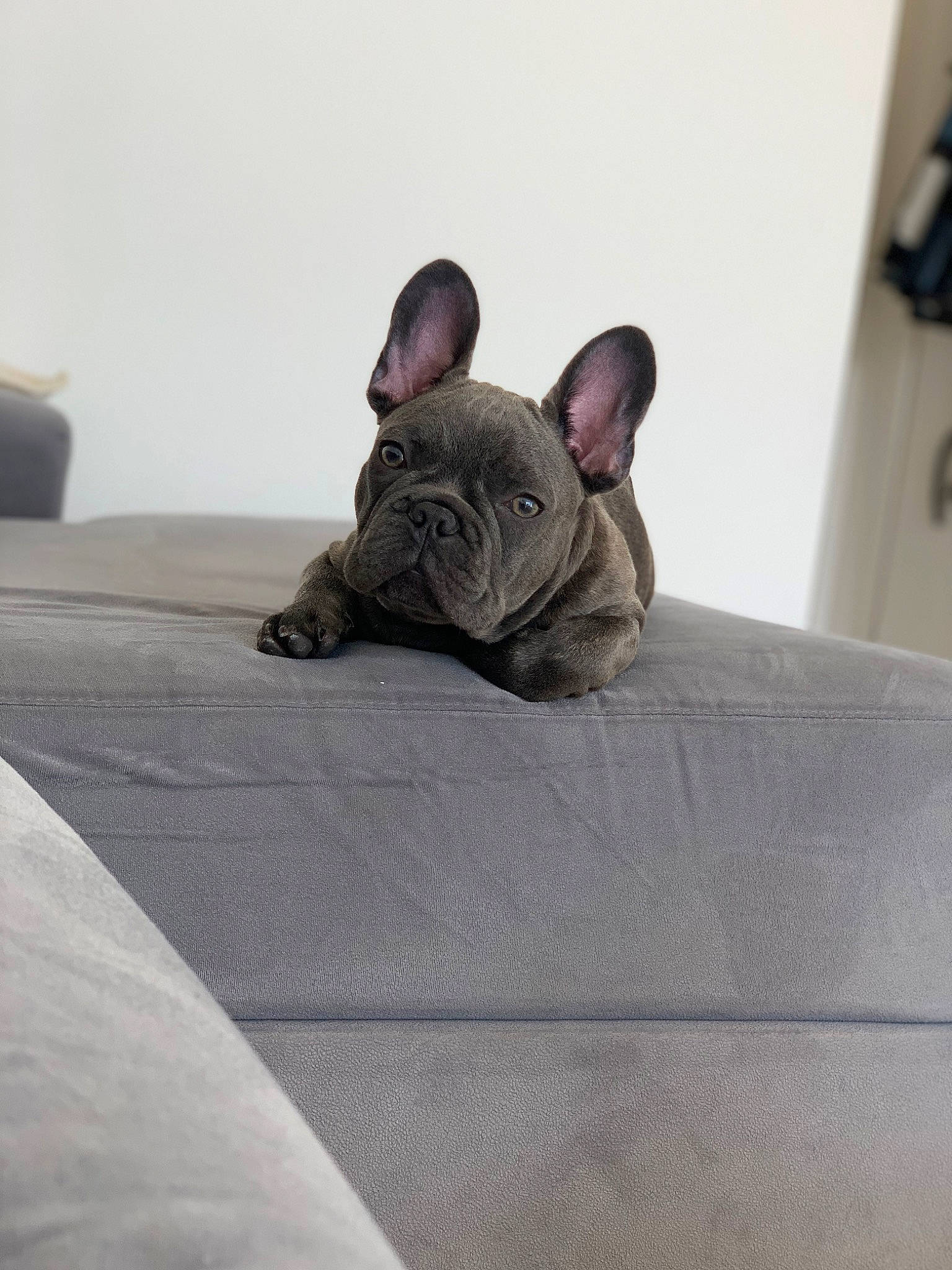 Bobby participe au concours pour gagner de l'argent avec cette photo : bedding, canidae, carnivore, comfort, companion_dog, dog, dog_breed, fawn, felidae, flooring, grey, linens, sitting, snout, sporting_group, terrestrial_animal, toy, toy_dog, whiskers, wrinkle