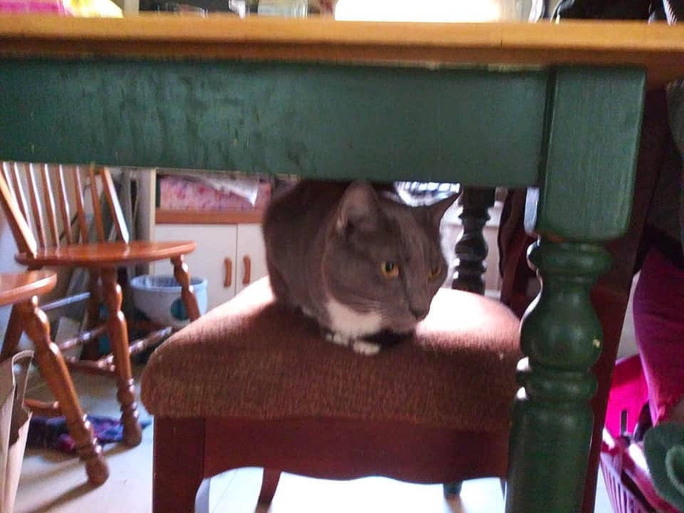 Dale is registered to the contest to win money with this photo: cat, chair, felidae, furniture, room, russian_blue, small_to_medium_sized_cats, table, whiskers